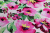Лен-вискоза 30202 Малиновые цветы на белом