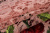 Полотно кружевное вышивка D&G Розы на розовом 