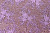 Полотно кружевное Сиреневый(009653.071) - Сибтекстиль(2)