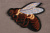 Аппликация пришивная 90*100мм Пчела Коричневый Аппликация пришивная 90*100мм Пчела Коричневый