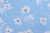 Поплин набивной 150 Белые лютики на голубом